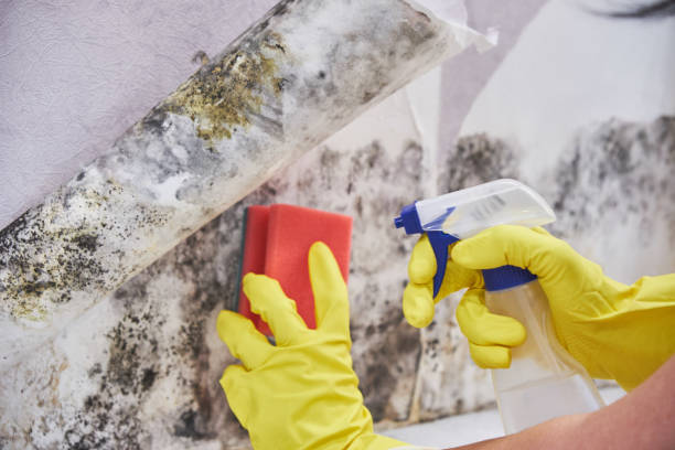 Best Mold Odor Removal Services  in Calais, ME